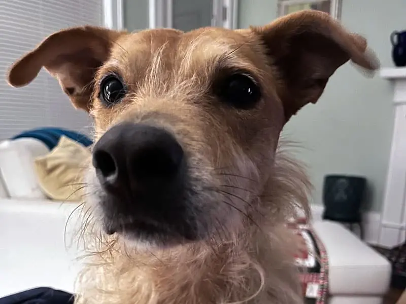 Close up of my dog Ted staring into the camera