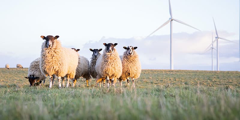 1/2 dozen sheep standing in a field with wind mills in the distance