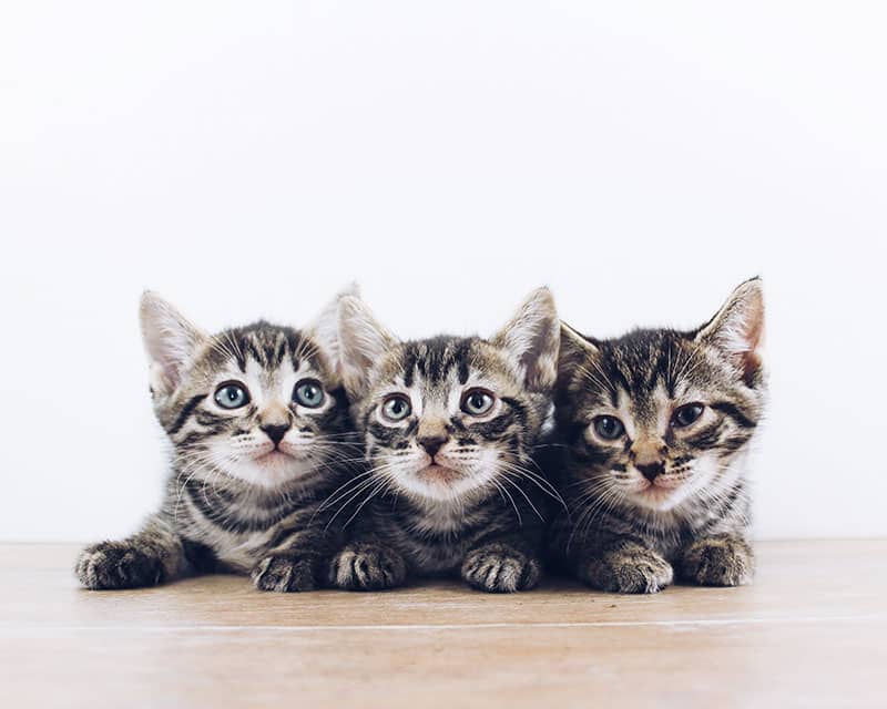 3 identical calico kittens lying side-by-side on a wooden floor